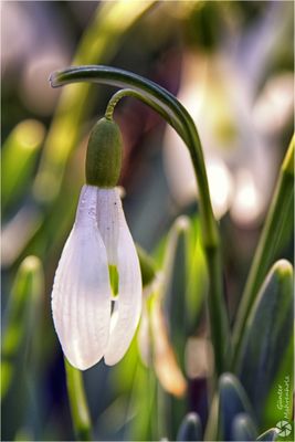 Schneeglöckchen