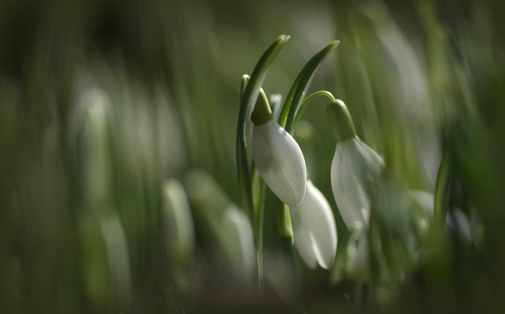 _ SchneeGlöckchen _