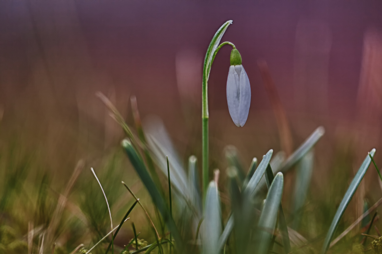 Schneeglöckchen