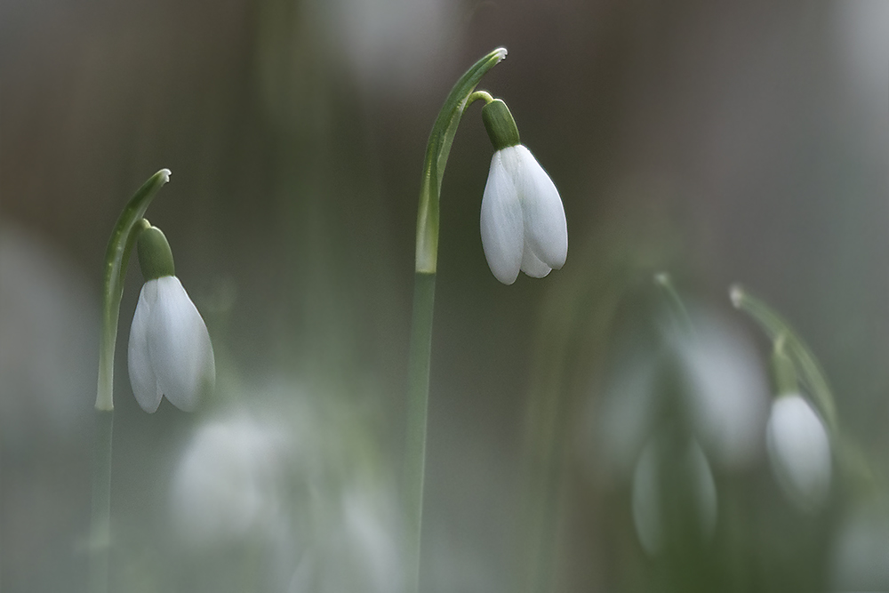 Schneeglöckchen