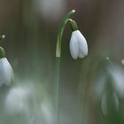 Schneeglöckchen