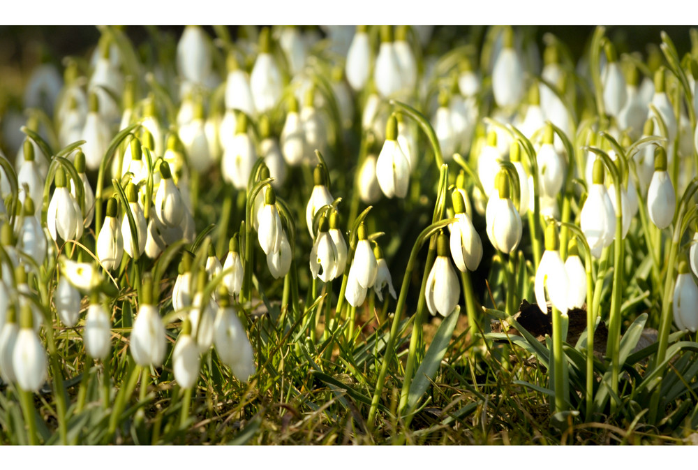 Schneeglöckchen, der Frühling klopft an