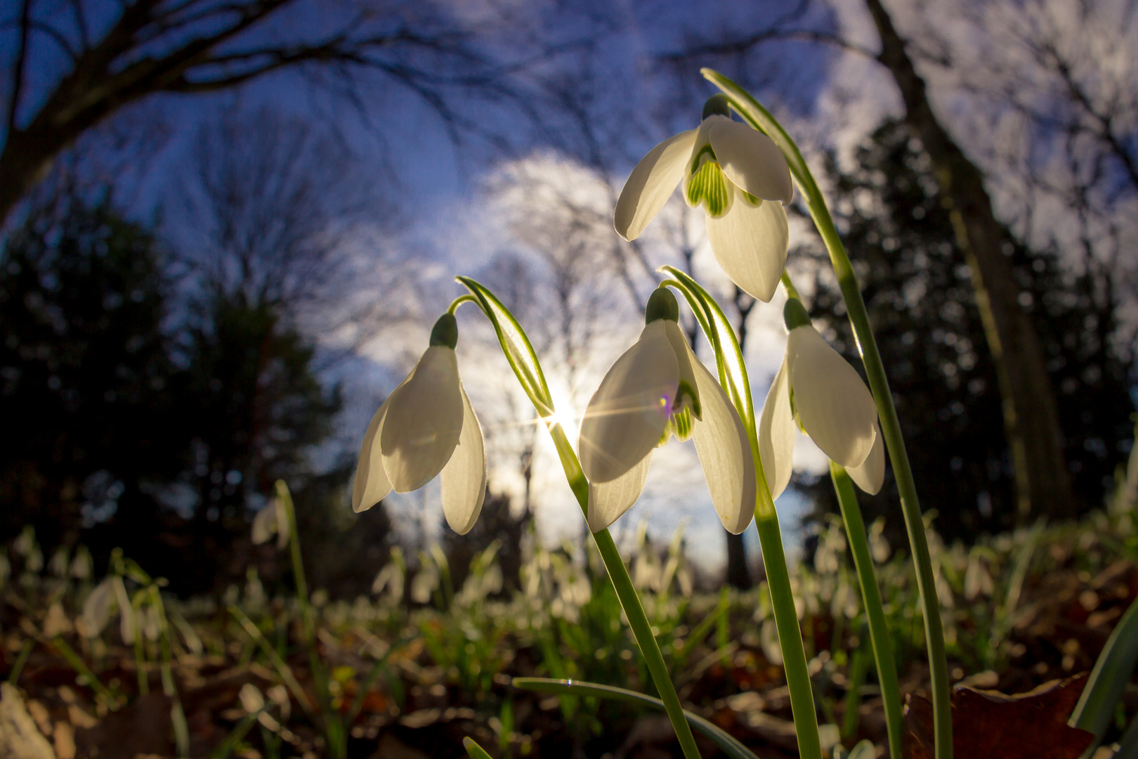 Schneeglöckchen - der Fühling ist da!