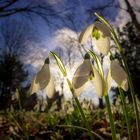 Schneeglöckchen - der Fühling ist da!