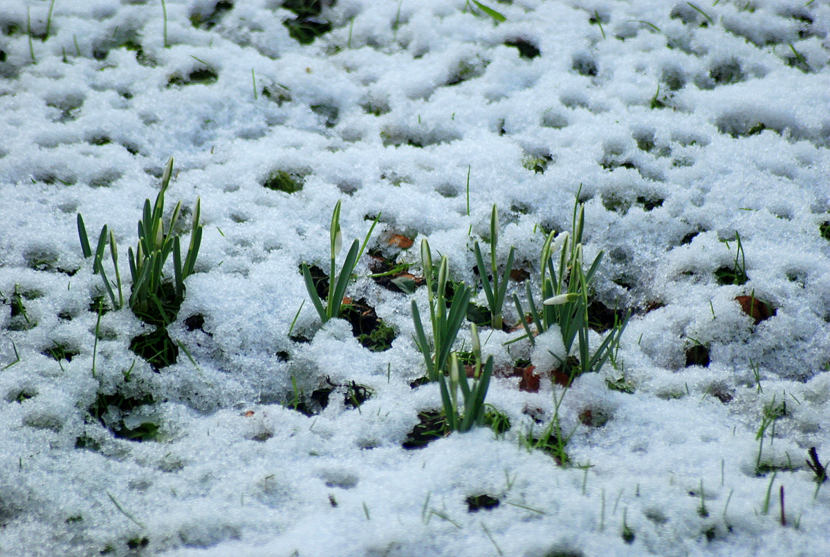 Schneeglöckchen