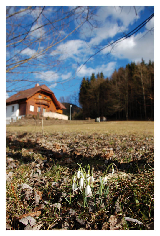 Schneeglöckchen die 2.