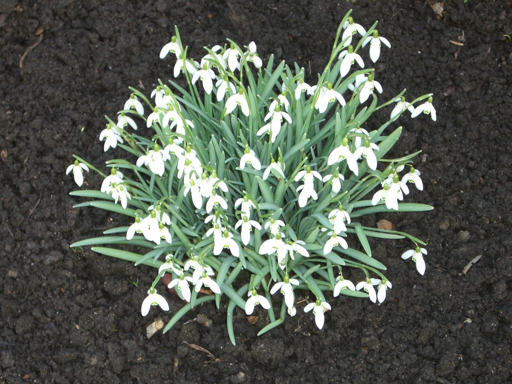 Schneeglöckchen die Frühlingsboten