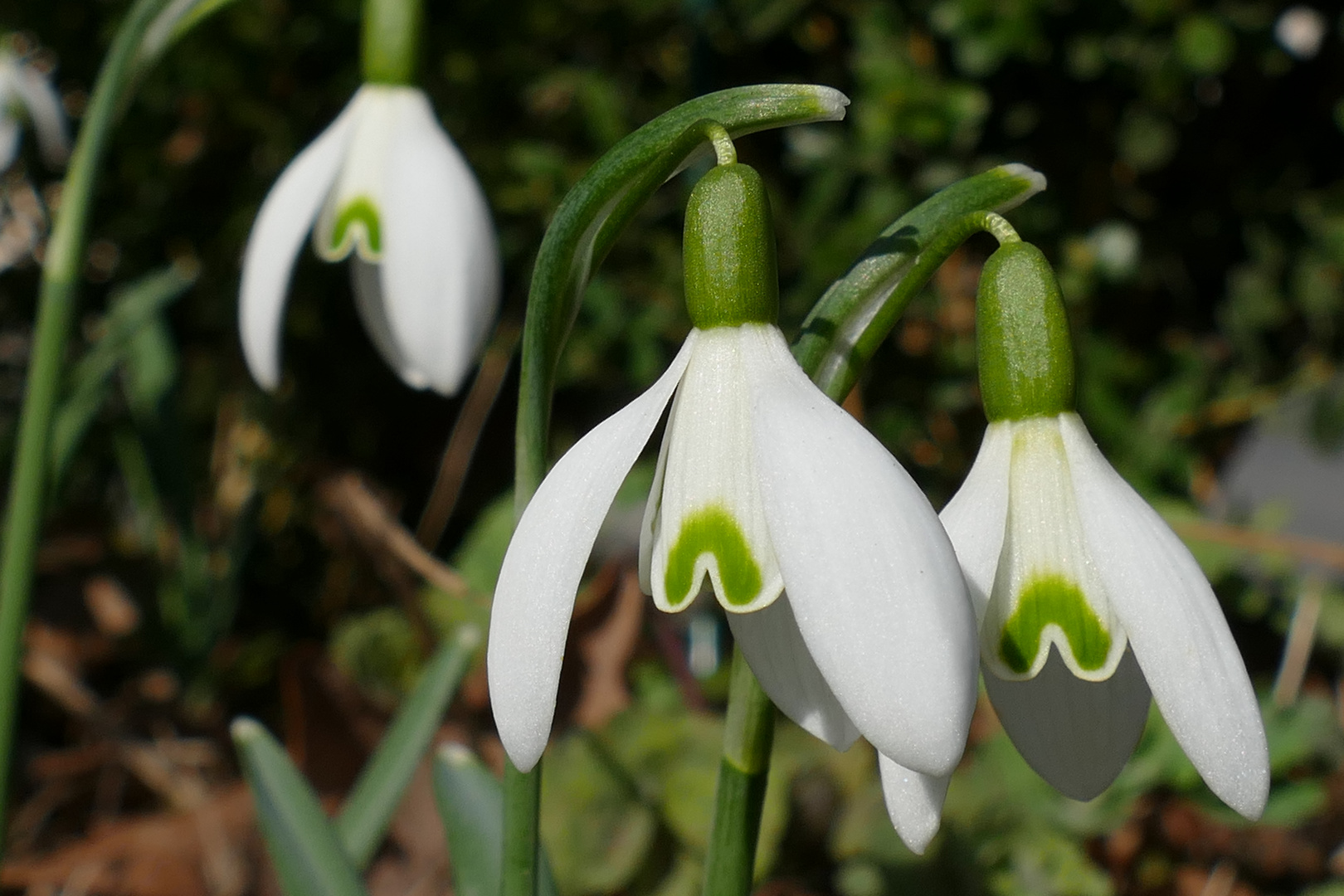 Schneeglöckchen Doppelherz