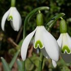 Schneeglöckchen Doppelherz