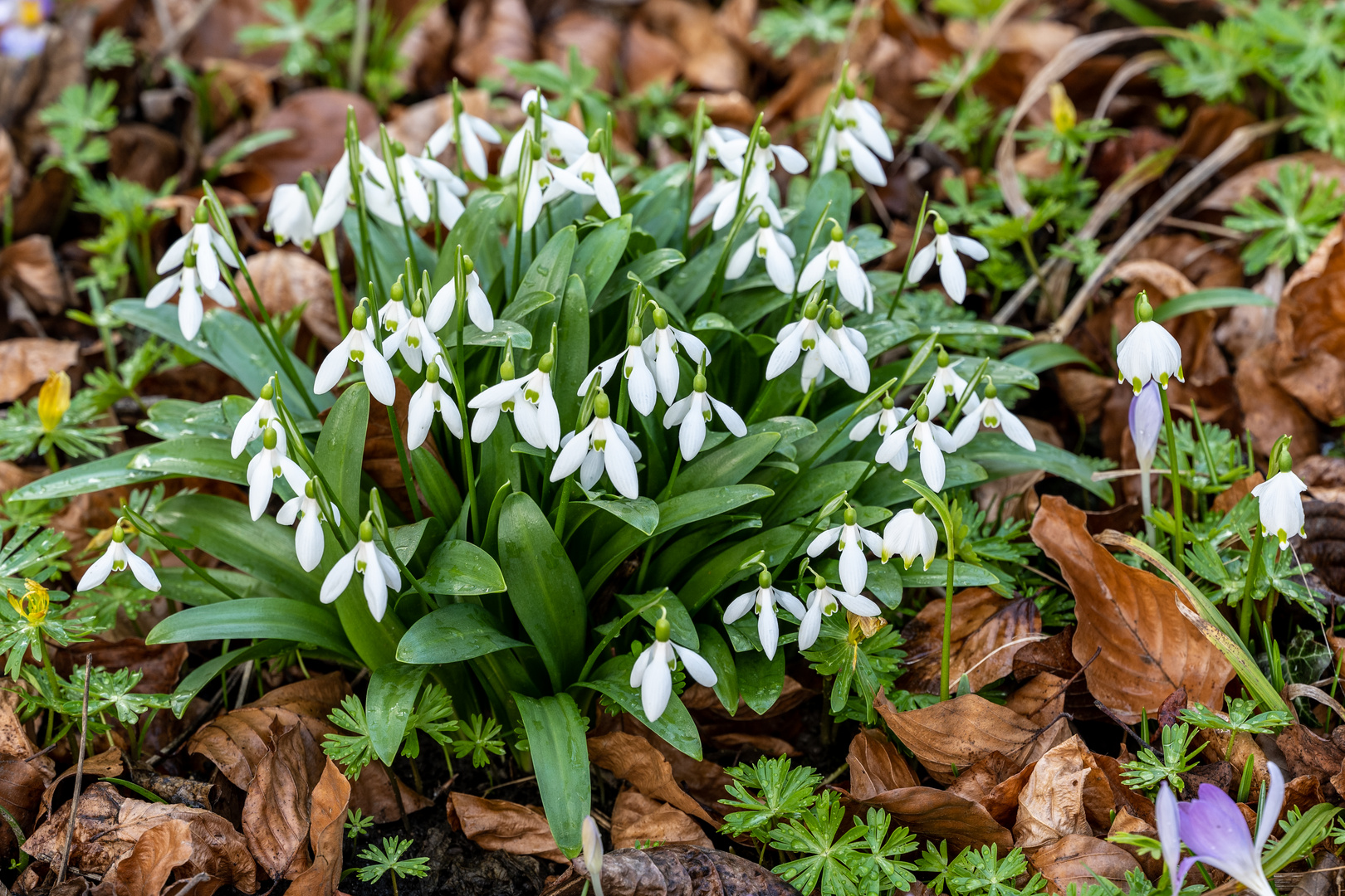 Schneeglöckchen - DSC_1616