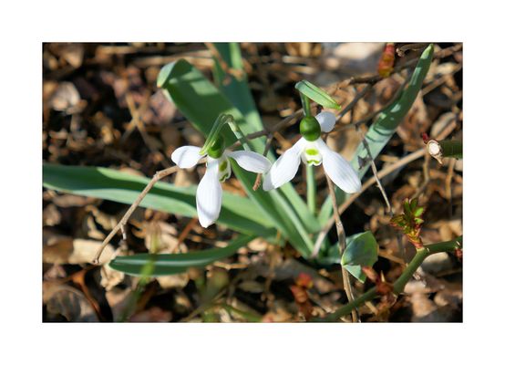 Schneeglöckchen-Duo