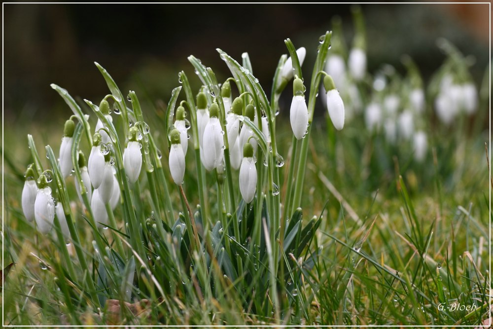 Schneeglöckchen