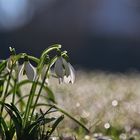 Schneeglöckchen