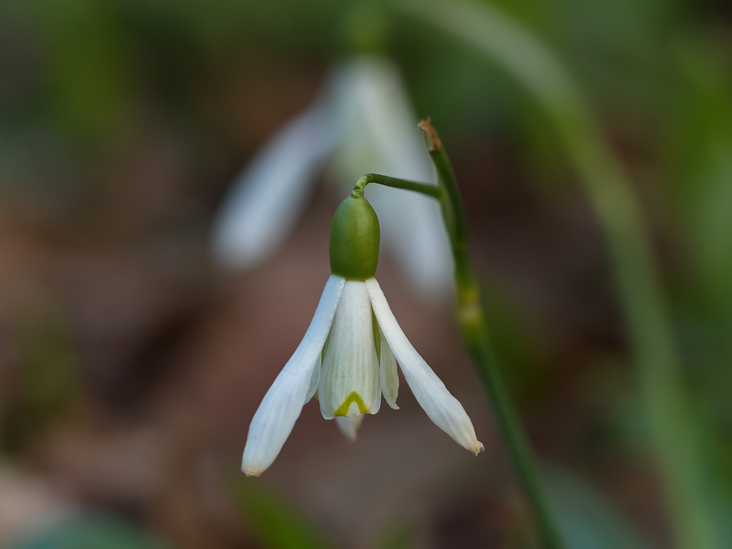 "Schneeglöckchen"