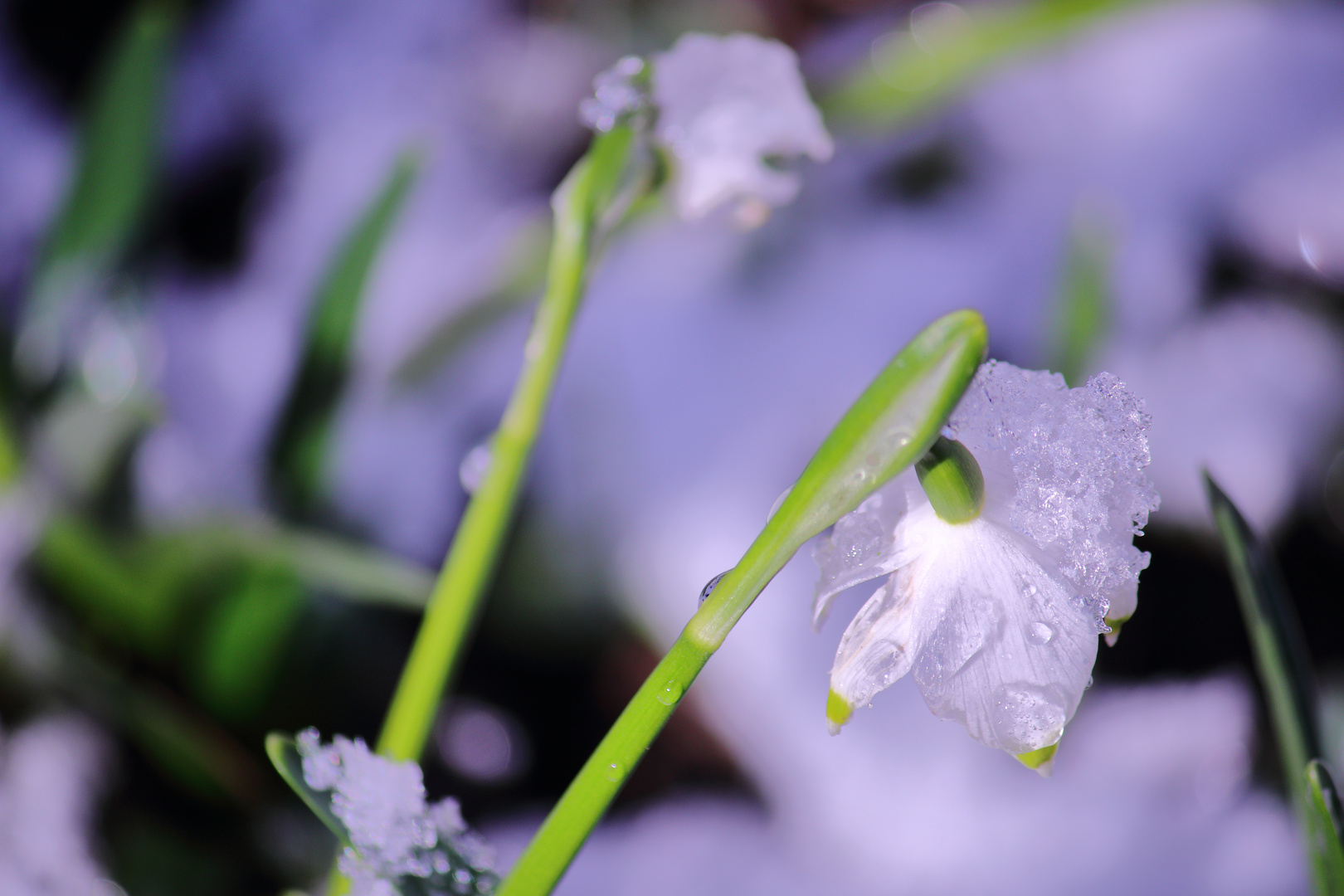 Schneeglöckchen