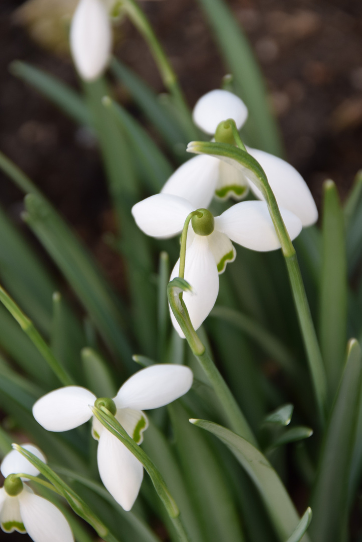 Schneeglöckchen