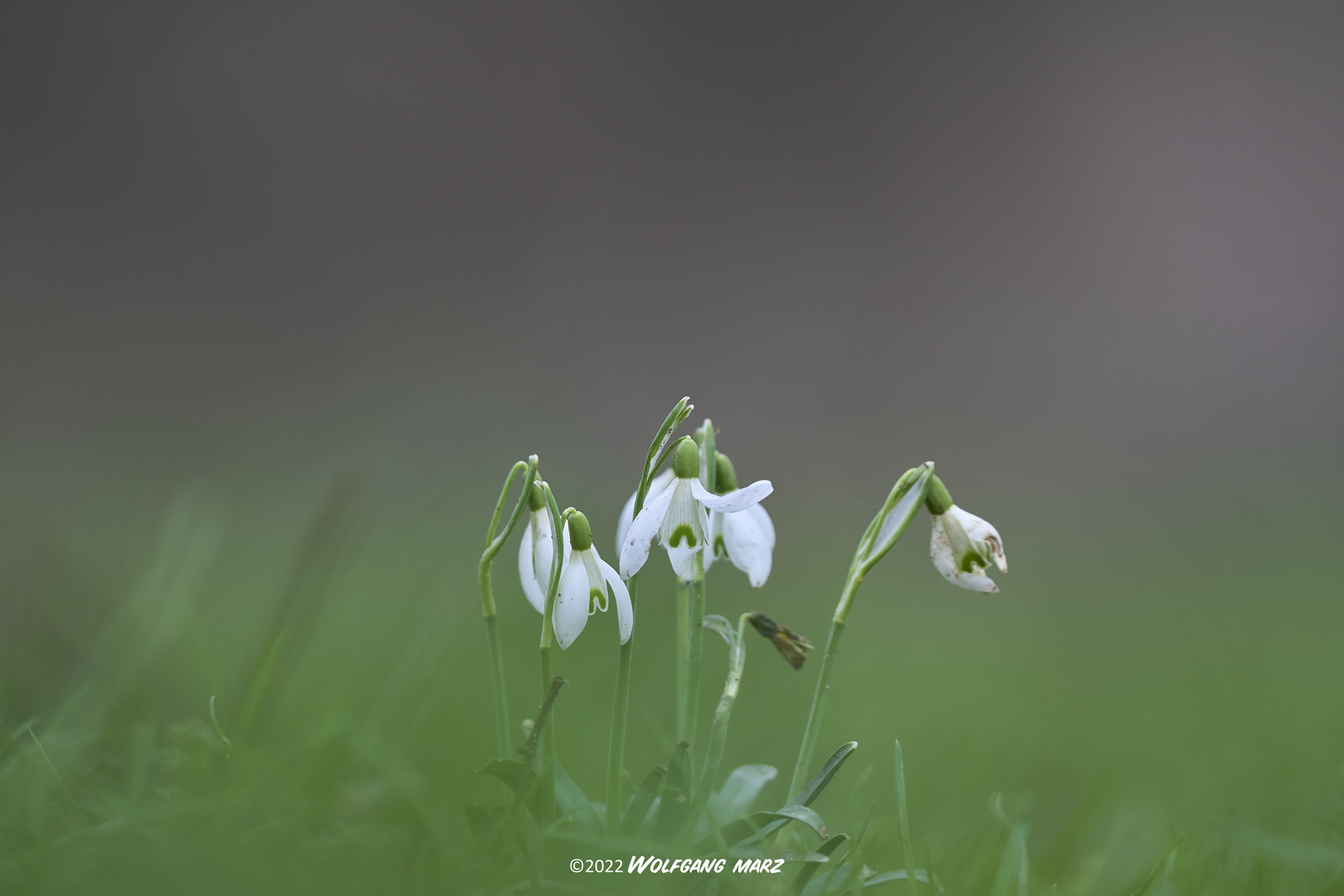 Schneeglöckchen