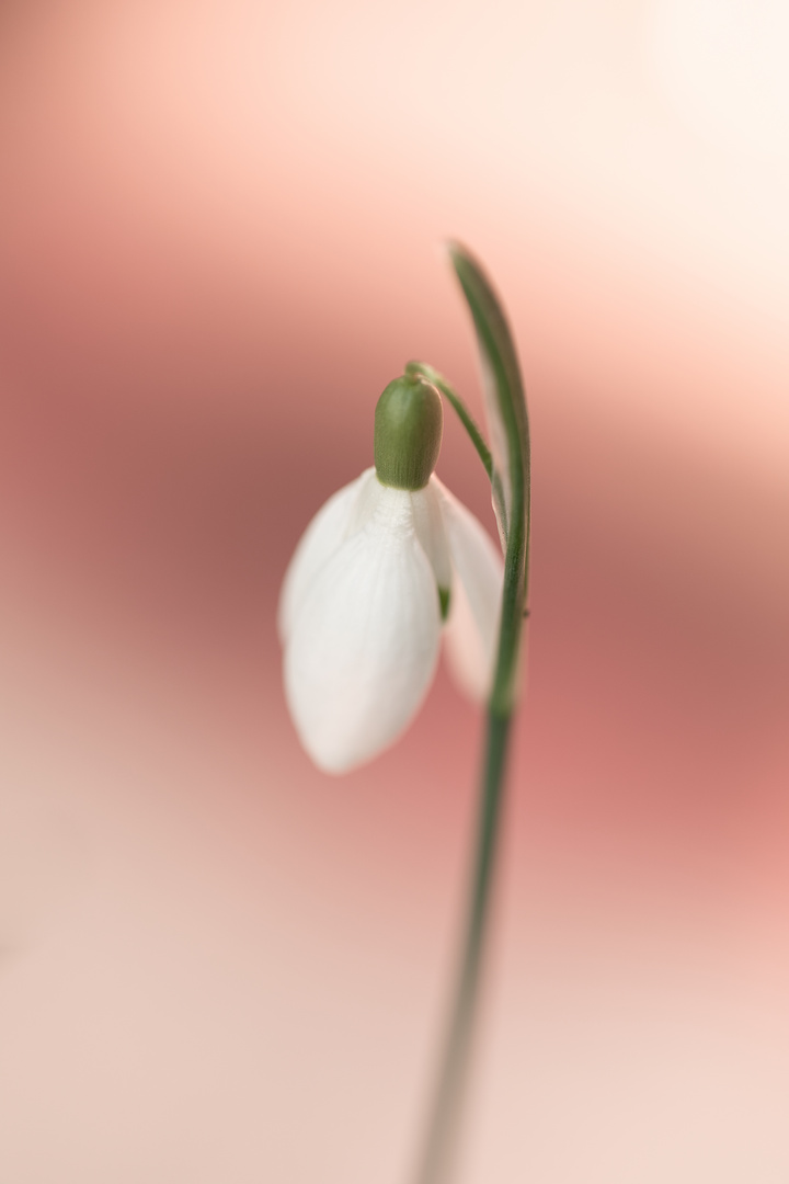 Schneeglöckchen