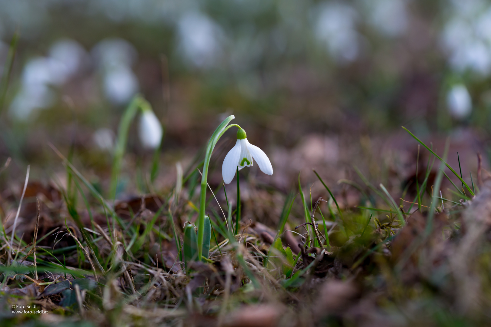 Schneeglöckchen