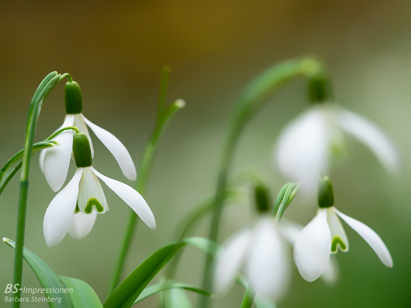 Schneeglöckchen