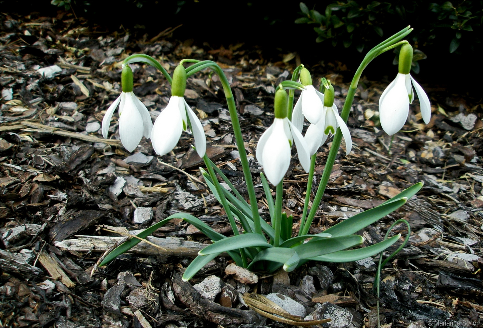 Schneeglöckchen... Foto & Bild natur, pflanzen, olympus Bilder auf