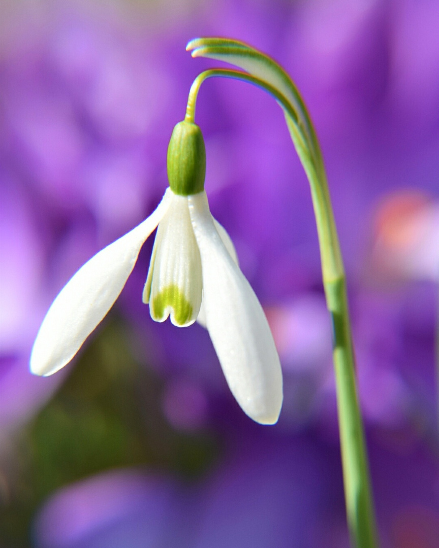 Schneeglöckchen eingebettet in Krokusse.