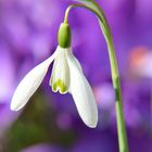 Schneeglöckchen eingebettet in Krokusse.