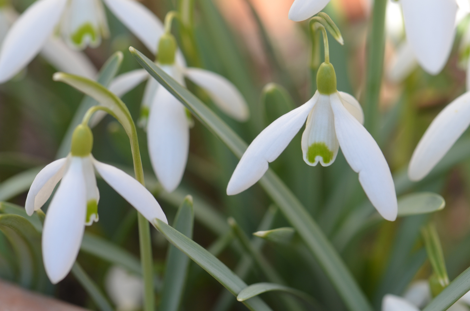 Schneeglöckchen Ende Februar