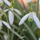 Schneeglöckchen Ende Februar