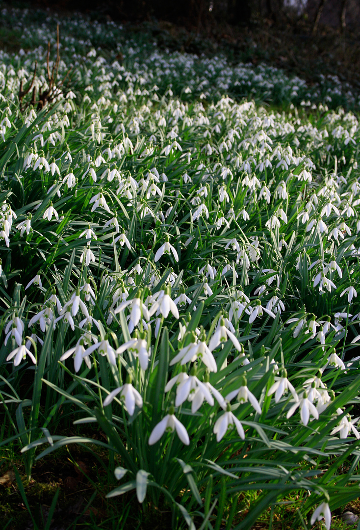 (Schnee)Glöckchen - endlich Frühling!