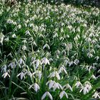 (Schnee)Glöckchen - endlich Frühling!