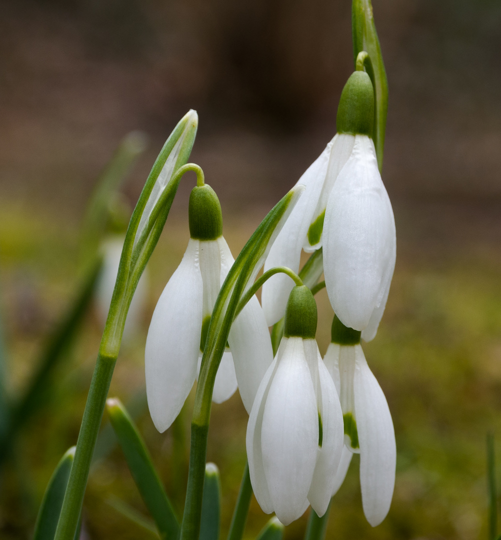 Schneeglöckchen, etwas näher