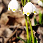 *** schneeglöckchen ***