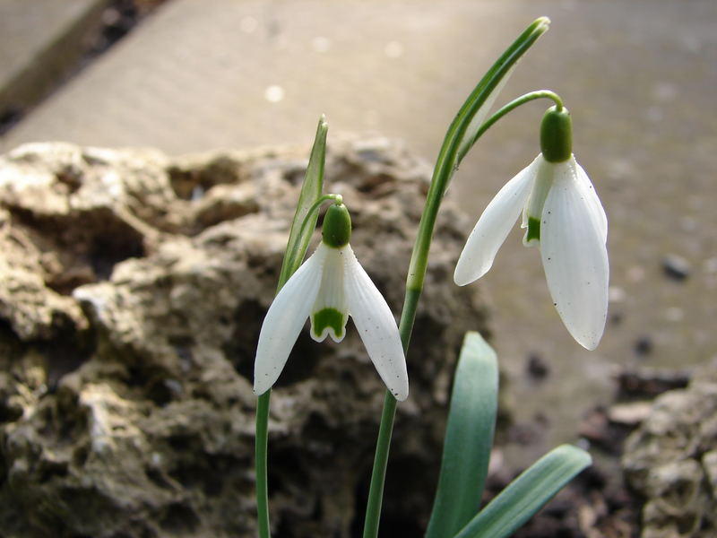 Schneeglöckchen