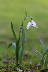 Schneeglöckchen