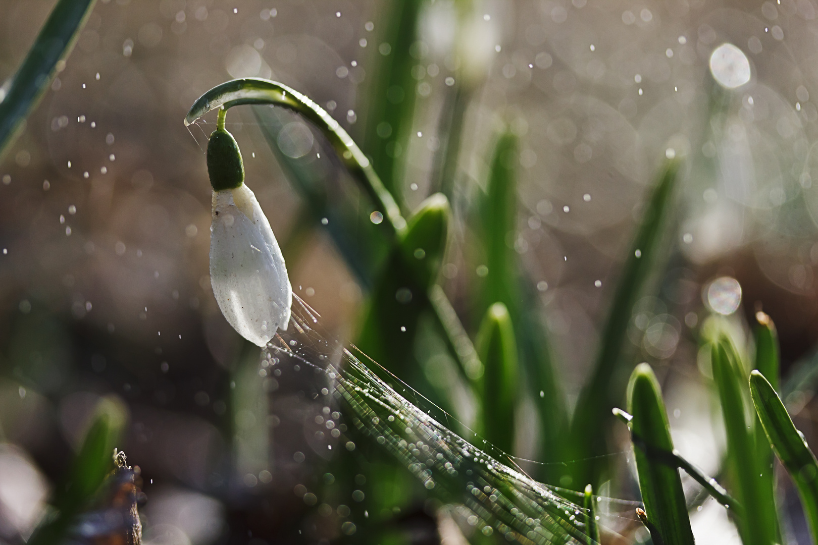 Schneeglöckchen