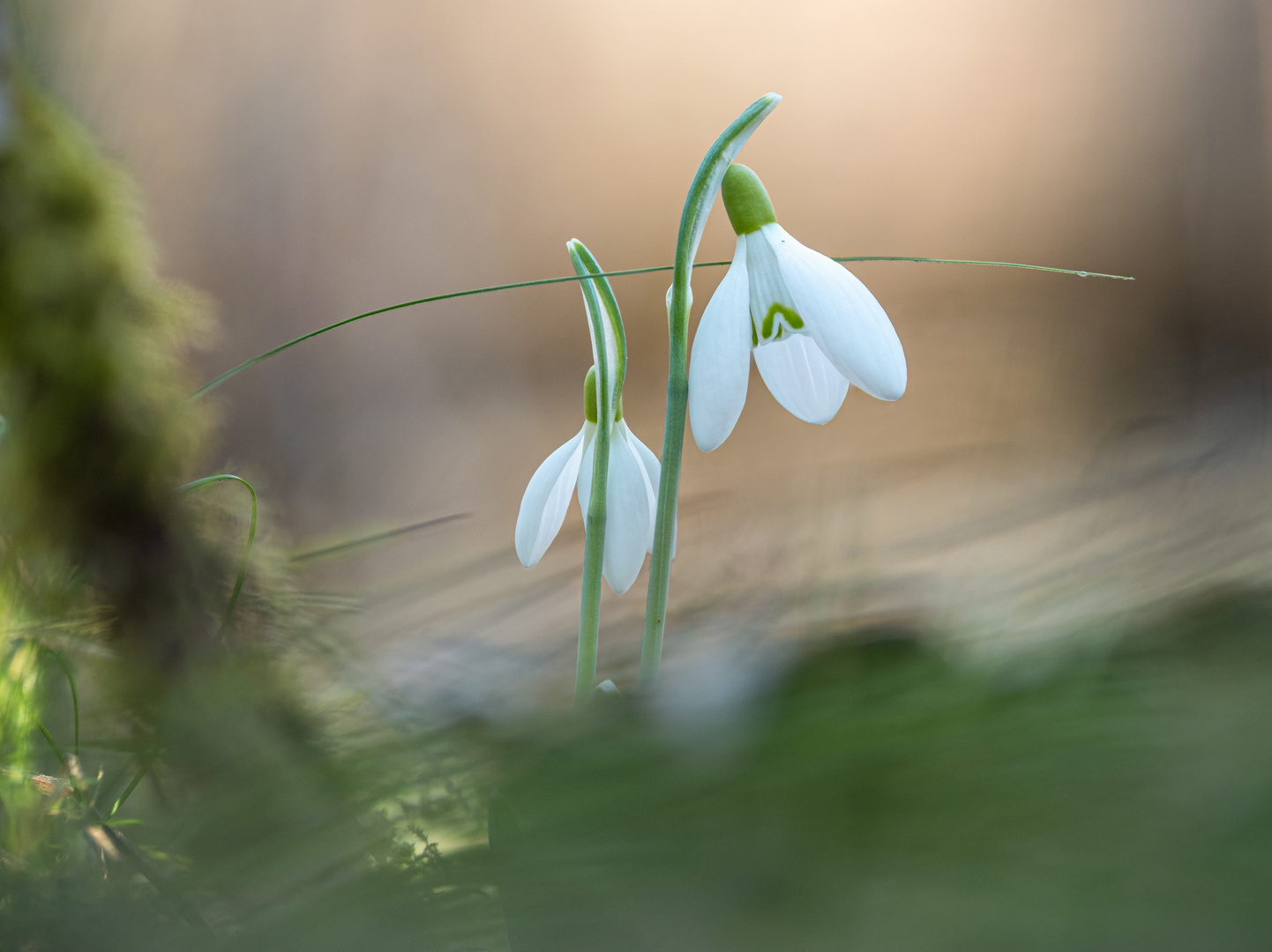 Schneeglöckchen