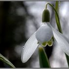 Schneeglöckchen