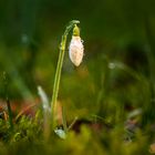 Schneeglöckchen 