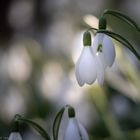 Schnee.Glöckchen