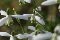 Schneeglöckchen-Fliege