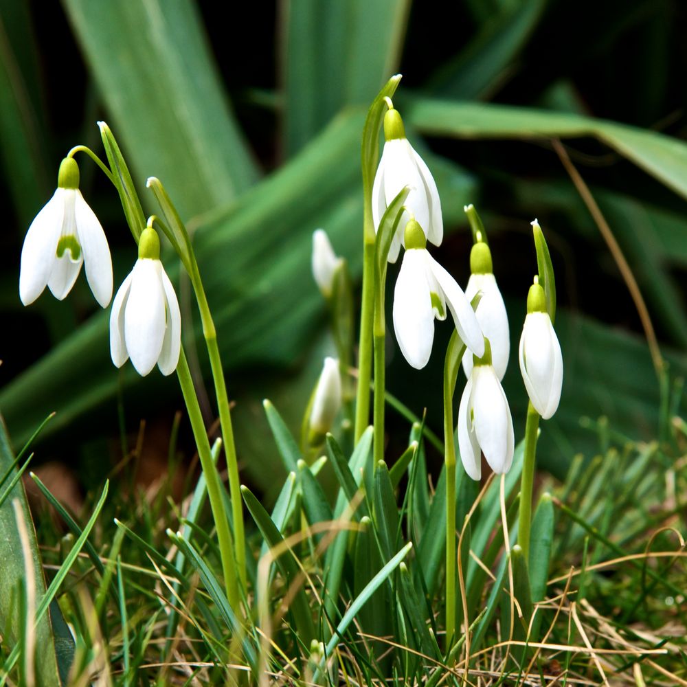 Schneeglöckchen - Frühlingsbote (1)