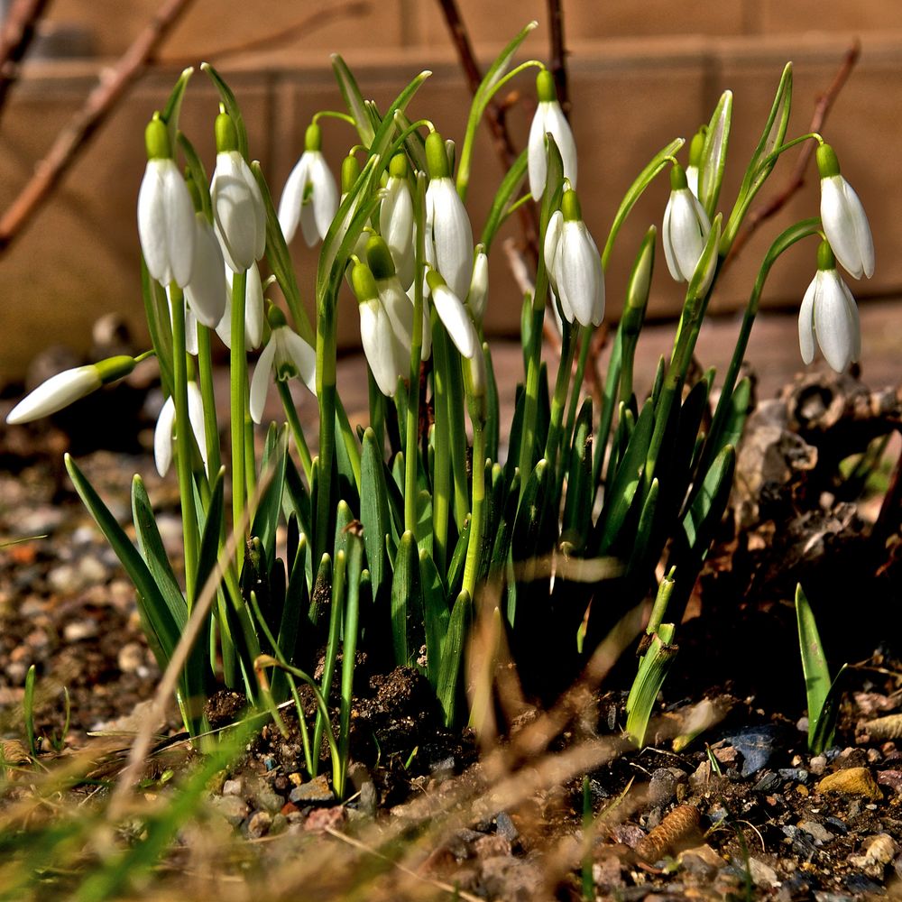 Schneeglöckchen - Frühlingsbote (2)