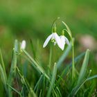 Schneeglöckchen - Frühlingsvorboten