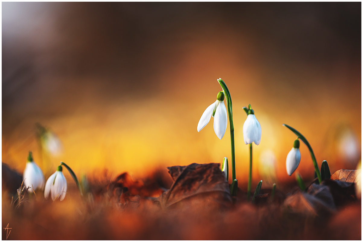 Schneeglöckchen (Galanthus)