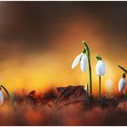 Schneeglöckchen (Galanthus)