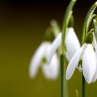 Schneeglöckchen (Galanthus)