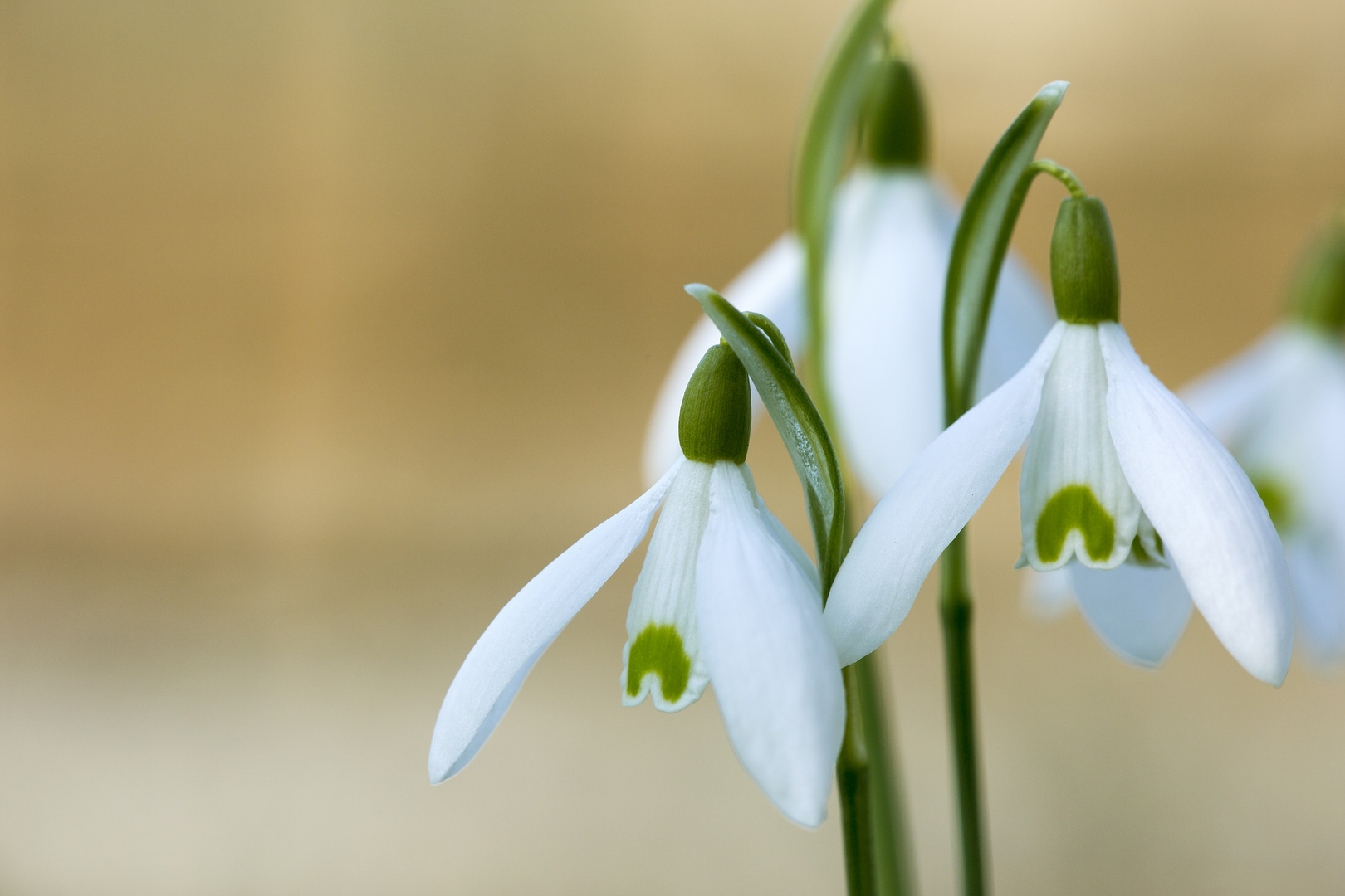 Schneeglöckchen (Galanthus) Foto & Bild pflanzen, pilze & flechten
