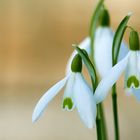 Schneeglöckchen (Galanthus)