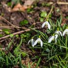 Schneeglöckchen (Galanthus)